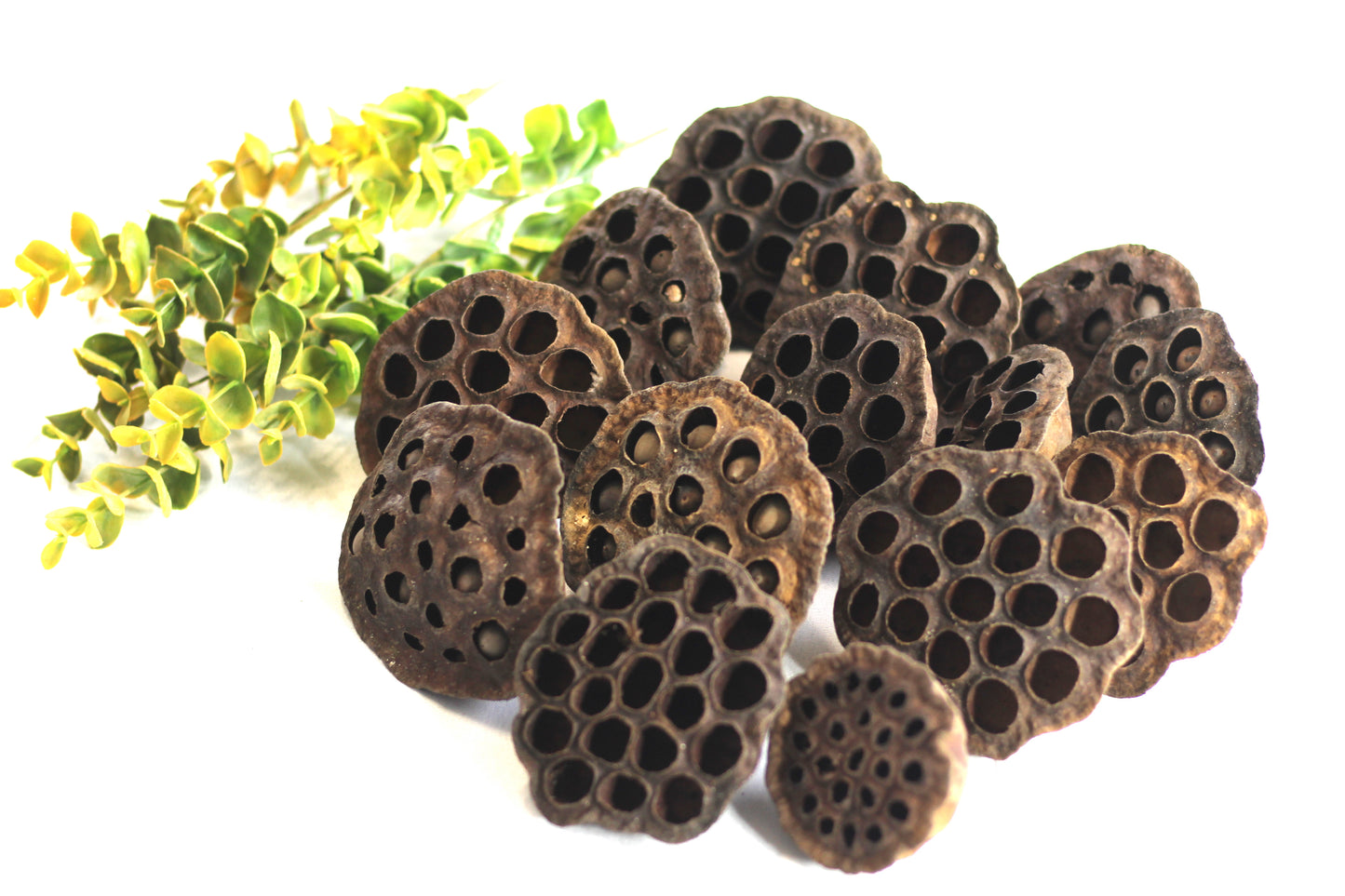 Dried lotus pods. size. 2.5 to 3 inches. 12 pods per order