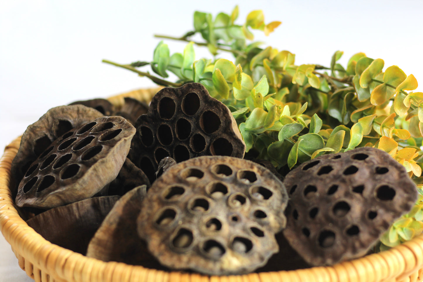 Dried lotus pods. size. 2.5 to 3 inches. 12 pods per order