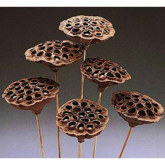 Dried Lotus pods on stem.   16'' tall. 6 pods per order