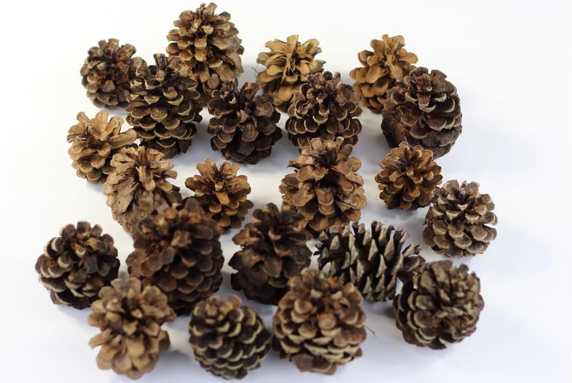 Cinnamon Scented pinecones. Made in U. S. A