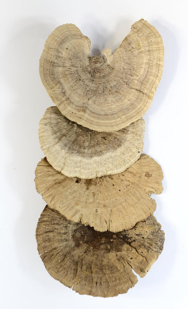 Dried Mushroom 5 to 6 inches - Pack of 4. for Decorative use only not for Food Consumption.