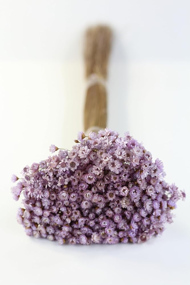 Dried Flowers and Foliage (Lavender Marcela Flower)