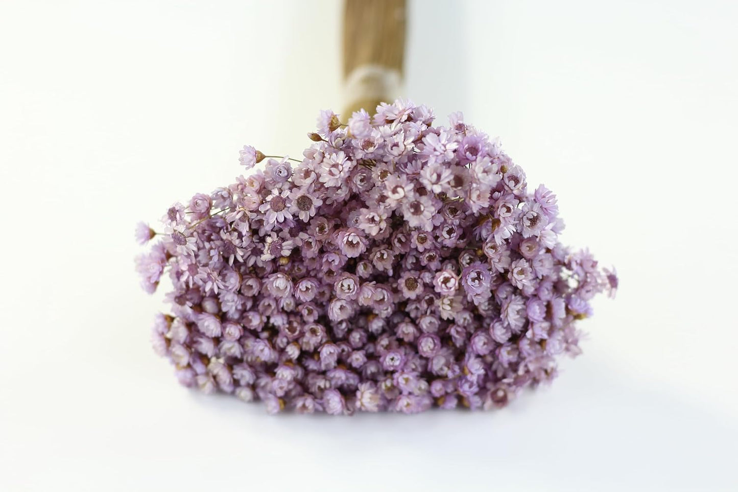 Dried Flowers and Foliage (Lavender Marcela Flower)