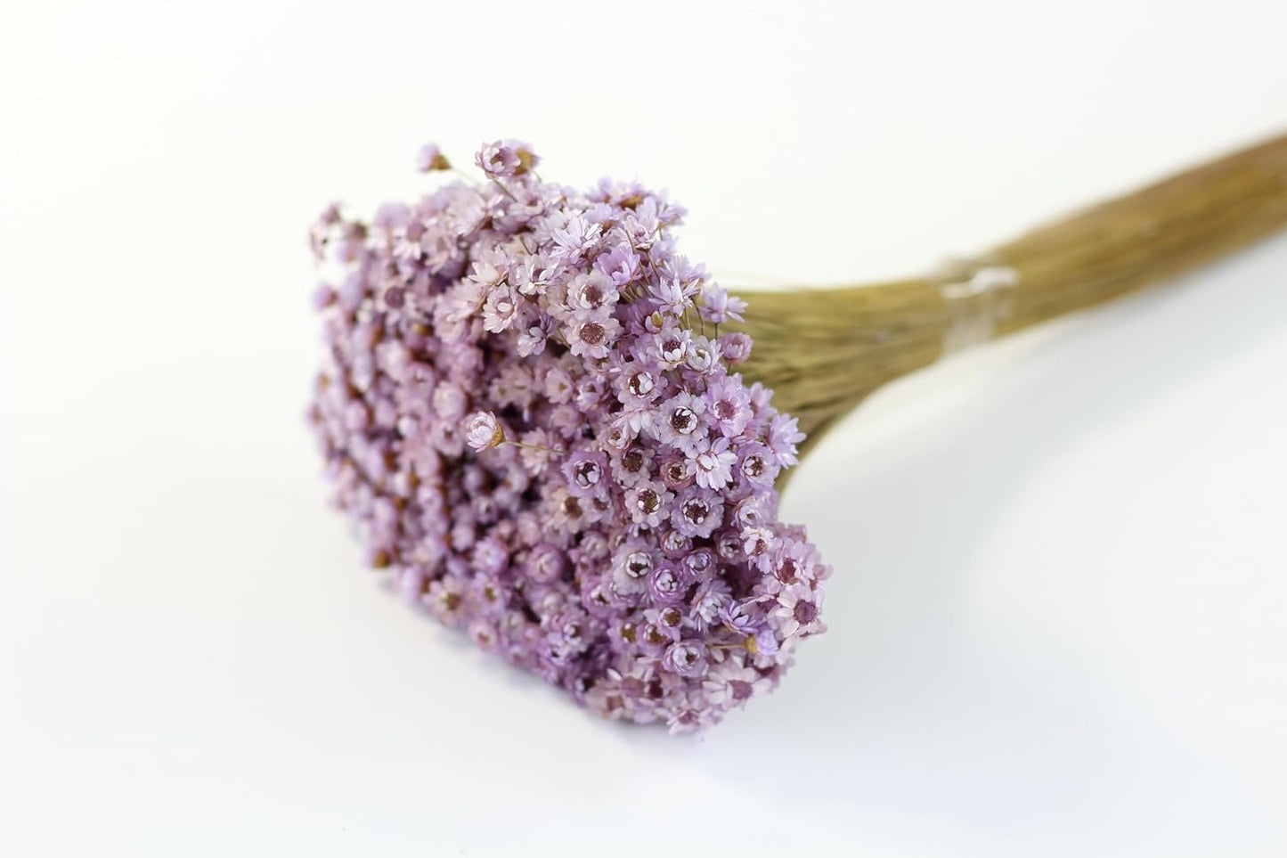 Dried Flowers and Foliage (Lavender Marcela Flower)