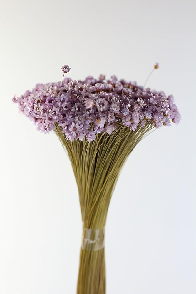 Dried Flowers and Foliage (Lavender Marcela Flower)