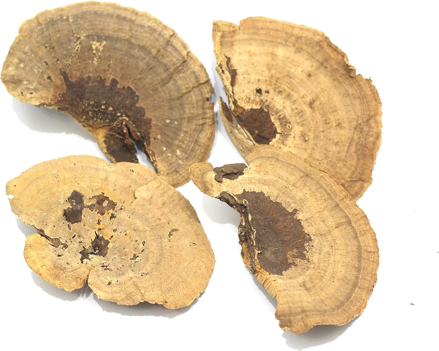 Dried Mushroom 5 to 6 inches - Pack of 4. for Decorative use only not for Food Consumption.