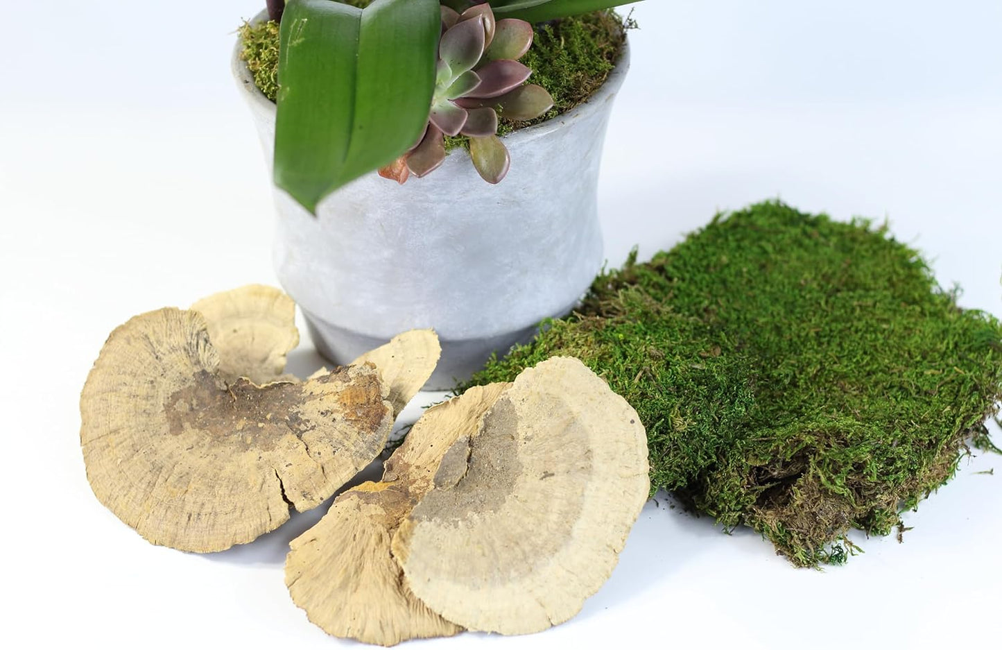 Dried Mushroom 5 to 6 inches - Pack of 4. for Decorative use only not for Food Consumption.