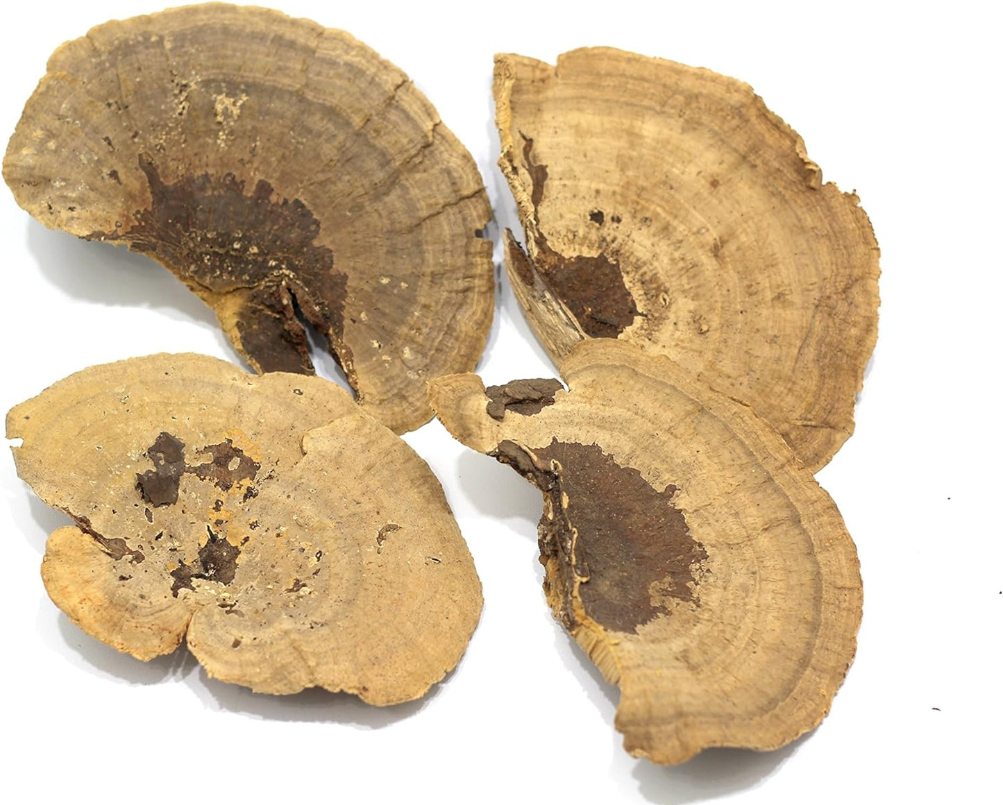 Dried Mushroom 5 to 6 inches - Pack of 4. for Decorative use only not for Food Consumption.